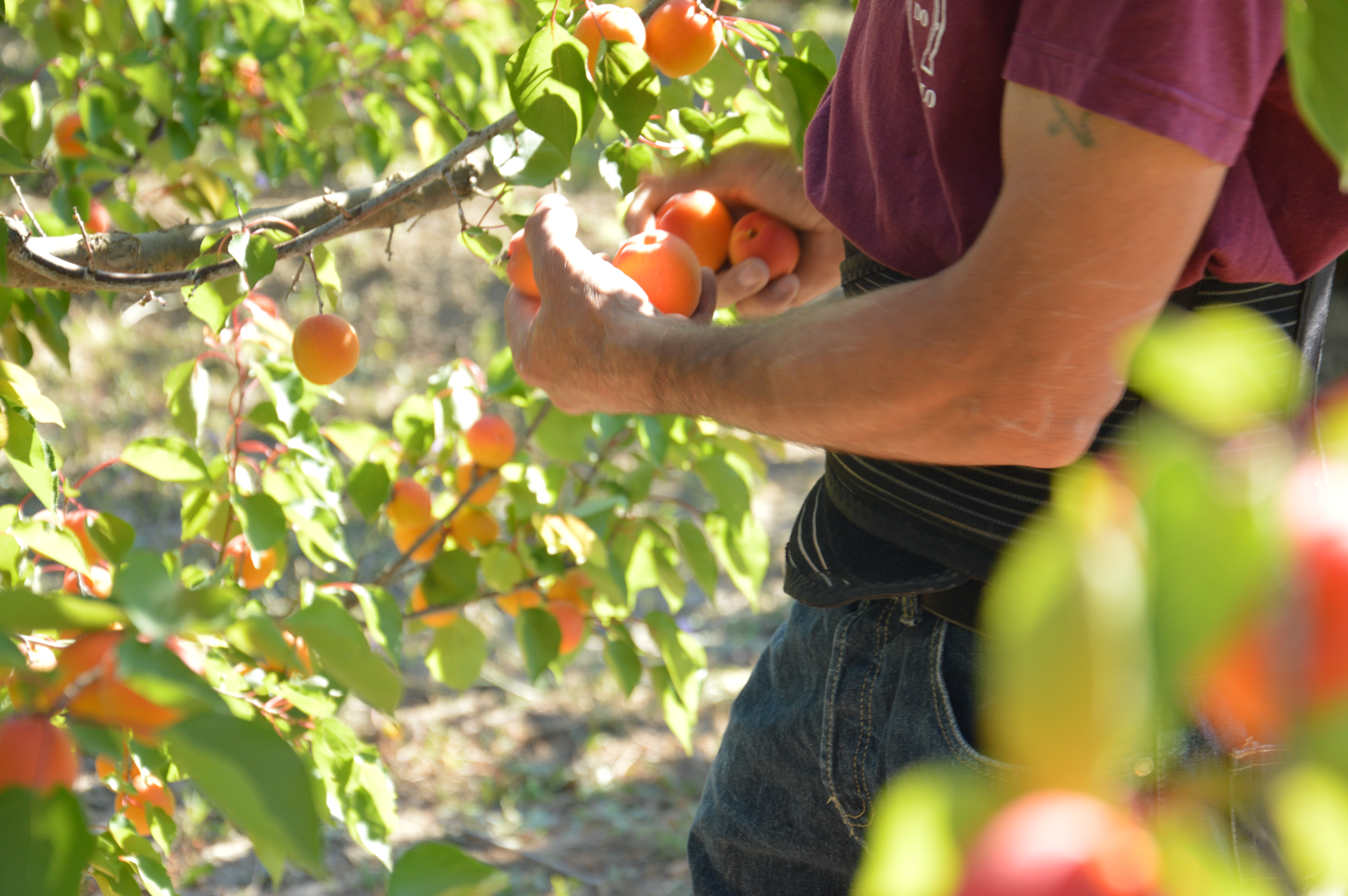 Cueillette d'abricots dans le Sud